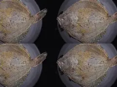 芒果平台 -关于T	?嵲H}\q写?汼鳎鴞:的信息